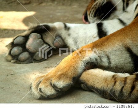 animal in zoo 11092613