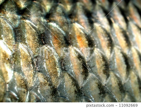 Freshwater fish for food Freshwater fish for food 11092669