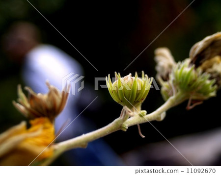 the Selection of Various Colorful Flower in nature the Selection of Various Colorful Flower in nature 11092670