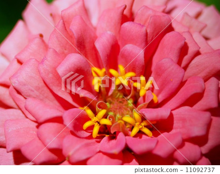 the Selection of Various Colorful Flower in nature 11092737