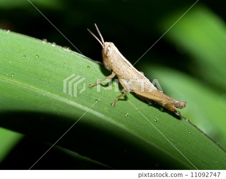 bug insects in nature bug insects in nature 11092747
