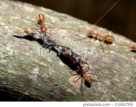 red ant teamwork in green nature 11092769