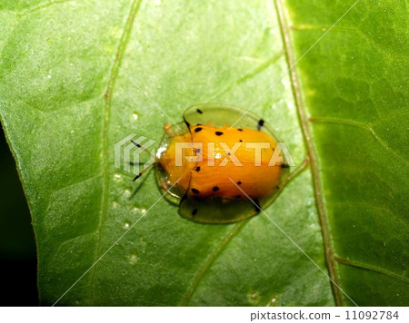 bug insects in nature 11092784