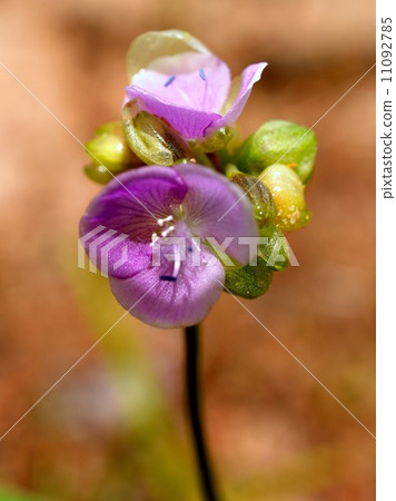 the Selection of Various Colorful Flower in nature 11092785