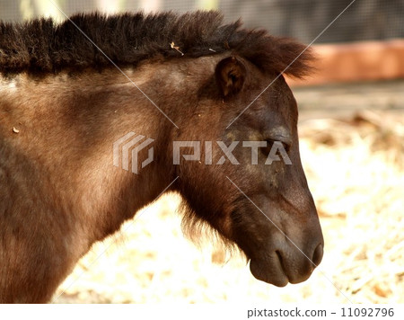 animal in zoo 11092796