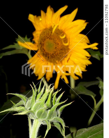 image Sunflower field 11092798