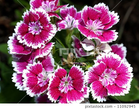 the Selection of Various Colorful Flower in nature the Selection of Various Colorful Flower in nature 11092945