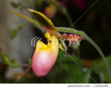 Collection of orchid flower Collection of orchid flower 11092946