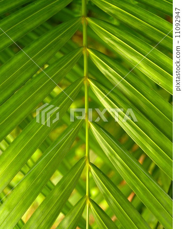 leaf and nature background leaf and nature background 11092947
