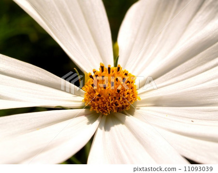 the Selection of Various Colorful Flower in nature 11093039