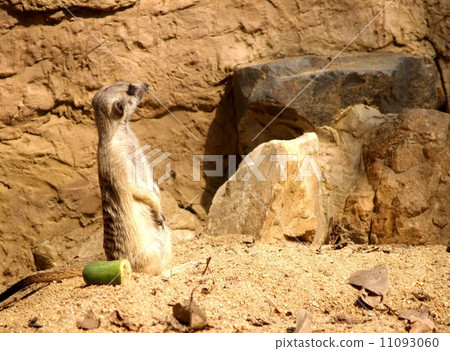 animal in zoo 11093060