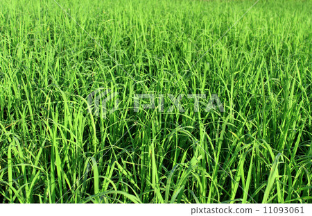 Green rice field 11093061