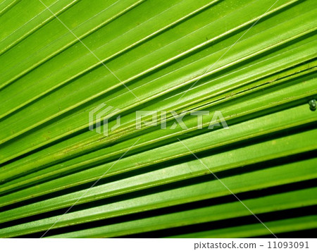 leaf and nature background leaf and nature background 11093091
