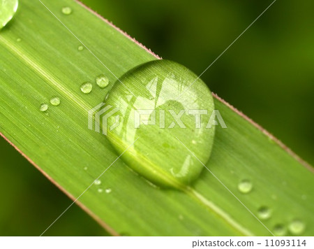 Water and Water Drop on Leaf 11093114