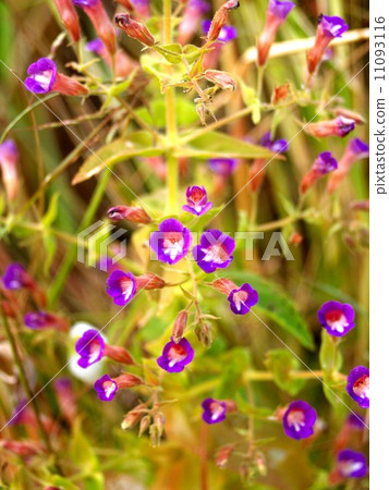 the Selection of Various Colorful Flower in nature the Selection of Various Colorful Flower in nature 11093116