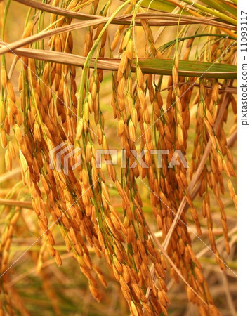 Rice background Rices field Farm 11093117