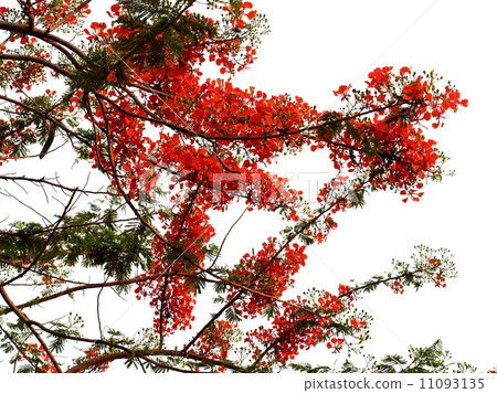 the Selection of Various Colorful Flower in nature 11093135
