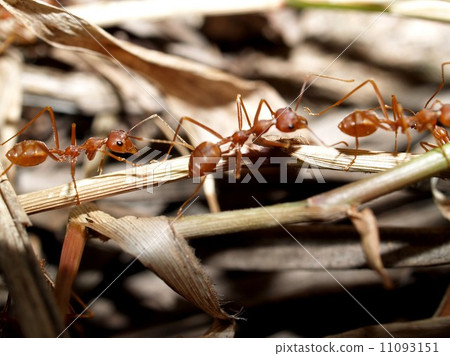 red ant teamwork in green nature red ant teamwork in green nature 11093151