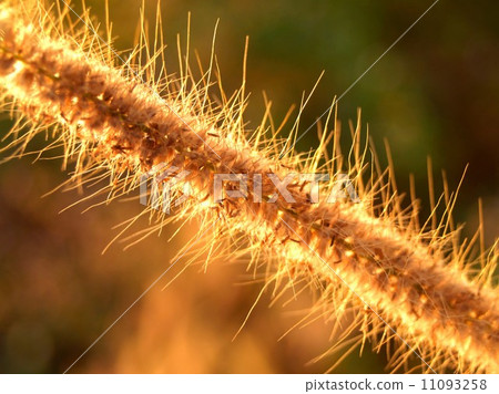 the Selection of Various Colorful Flower in nature 11093258