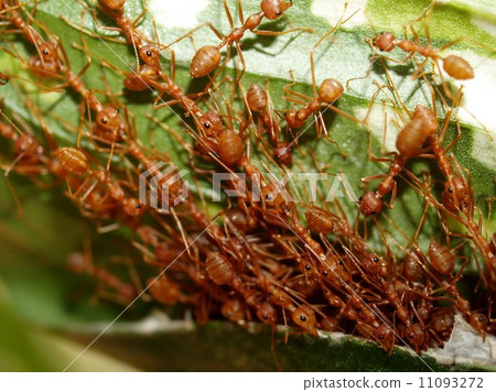 red ant teamwork in green nature red ant teamwork in green nature 11093272