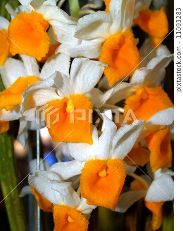 Collection of orchid flower 11093283