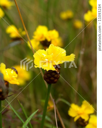 the Selection of Various Colorful Flower in nature the Selection of Various Colorful Flower in nature 11093284