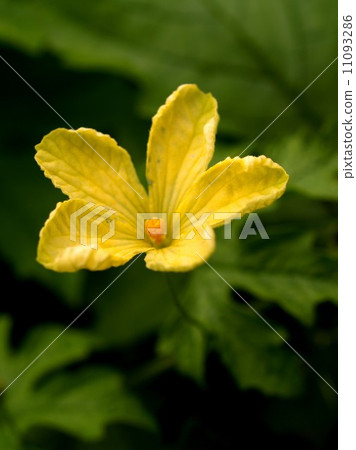the Selection of Various Colorful Flower in nature 11093286