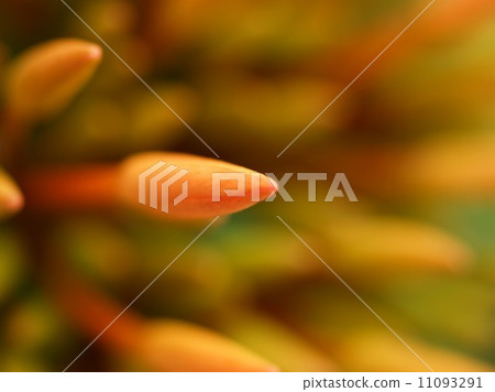 the Selection of Various Colorful Flower in nature 11093291