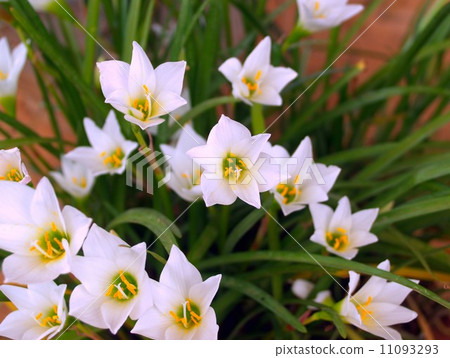 the Selection of Various Colorful Flower in nature 11093293