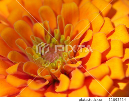 the Selection of Various Colorful Flower in nature the Selection of Various Colorful Flower in nature 11093314