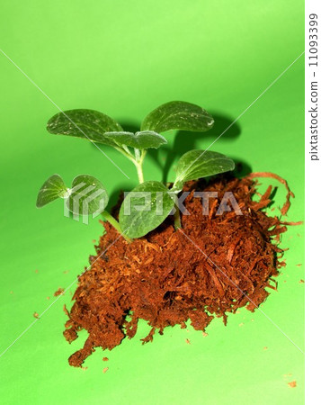 Small Tree young plant 11093399