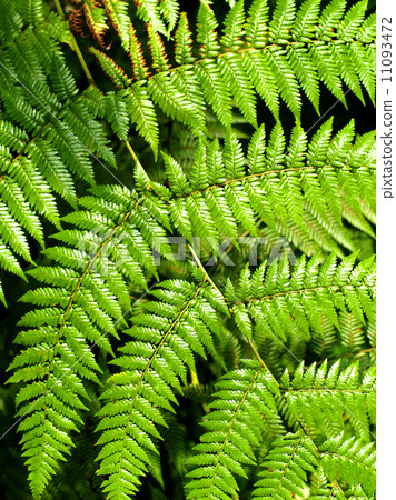 green leaves of fern plant 11093472
