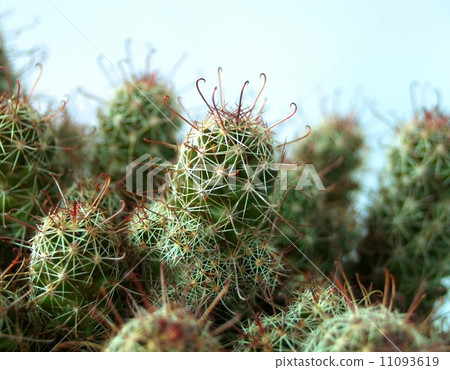 Cactus Desert plant leaves Cactus Desert plant leaves 11093619
