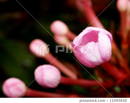 flower of chiangdao chaingmai, Thailand. flower of chiangdao chaingmai, Thailand. 11093630