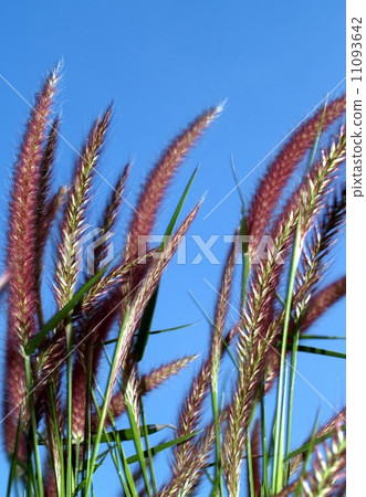 the Selection of Various Colorful Flower in nature 11093642