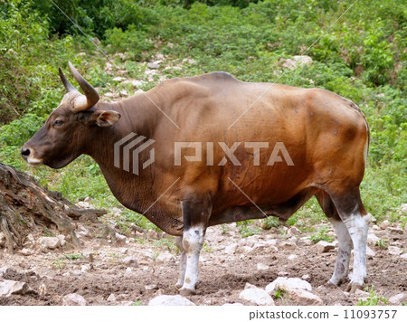 animal in zoo 11093757