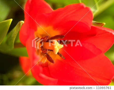 the Selection of Various Colorful Flower in nature 11093761