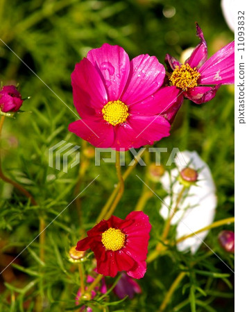 the Selection of Various Colorful Flower in nature 11093832