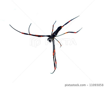 Spider and tarantula photo in nature Spider and tarantula photo in nature 11093858