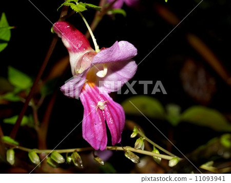 flower of chiangdao chaingmai, Thailand. flower of chiangdao chaingmai, Thailand. 11093941