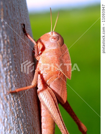 bug insects in nature bug insects in nature 11093947
