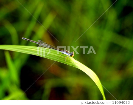 bug insects in nature bug insects in nature 11094053