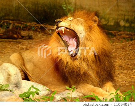 animal in zoo animal in zoo 11094054