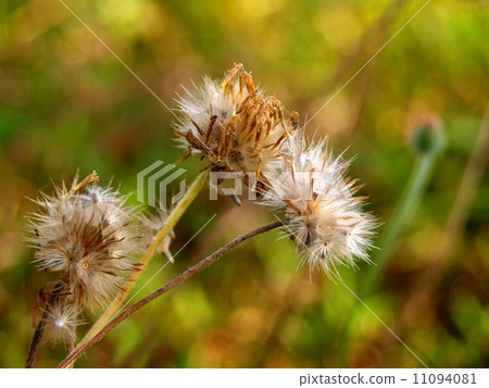 the Selection of Various Colorful Flower in nature the Selection of Various Colorful Flower in nature 11094081