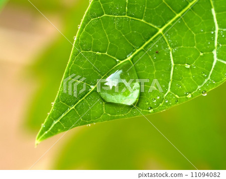 Water and Water Drop on Leaf Water and Water Drop on Leaf 11094082