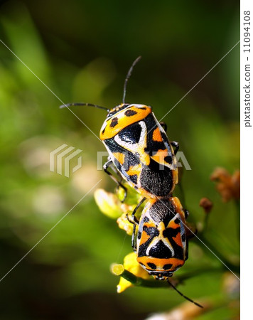 bug insects in nature bug insects in nature 11094108