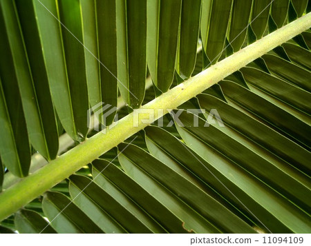 leaf and nature background leaf and nature background 11094109