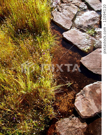 the Selection of Various Colorful Flower in nature the Selection of Various Colorful Flower in nature 11094110