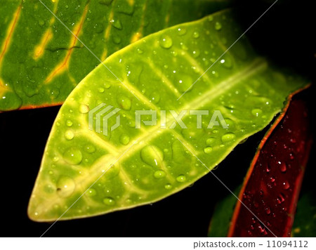 Water and Water Drop on Leaf Water and Water Drop on Leaf 11094112