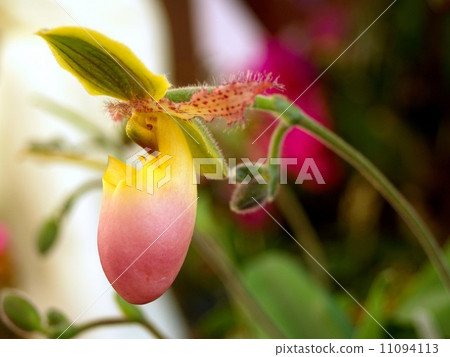 Collection of orchid flower Collection of orchid flower 11094113
